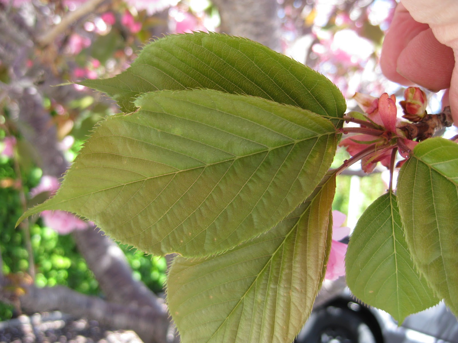 Trees of Santa Cruz County Prunus serrulata 'Kwanzan' Kwanzan