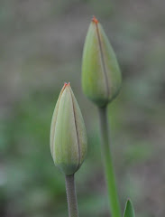 LOS DÍAS DE UNA FLOR