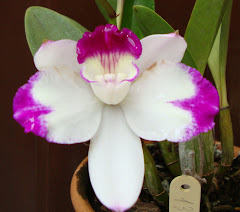 CATTLEYA TRI LABELO