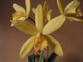 Laelia