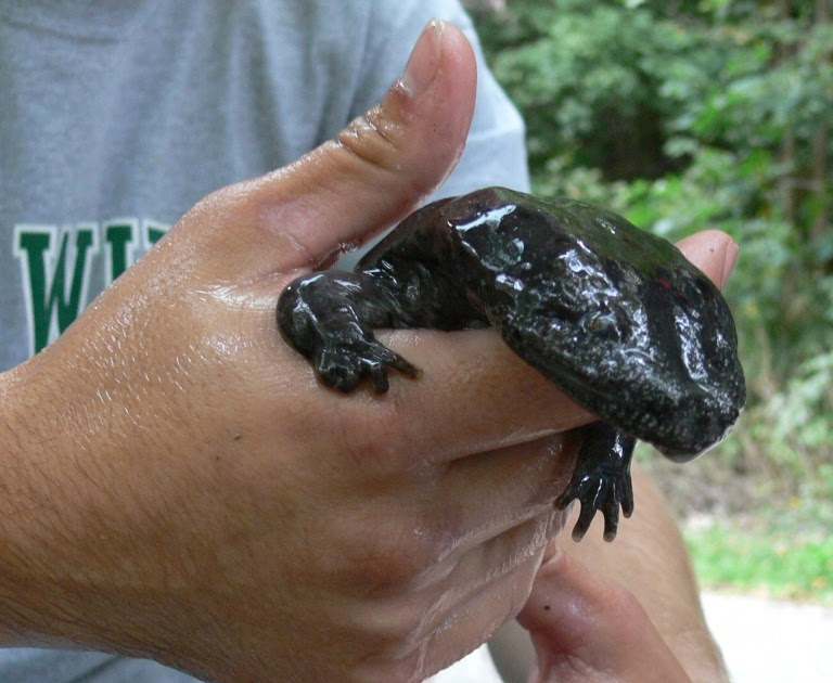 Ohio Birds and Biodiversity: Ohio Amphibian Conference, March 10