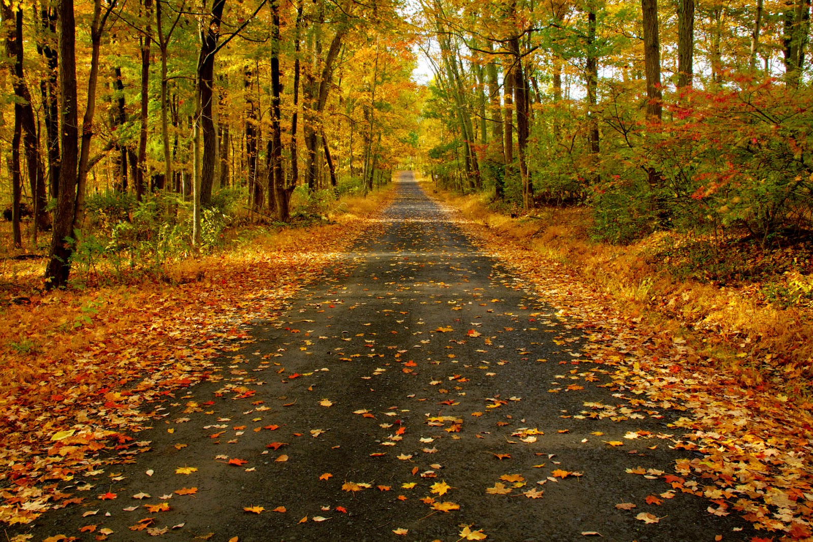 Josh Friedman Photography Autumn in Bucks County, Pennsylvania New