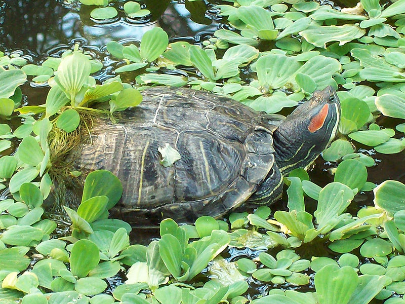 Musings of a Biologist and Dog Lover: Invasive Species: Red-Eared Slider