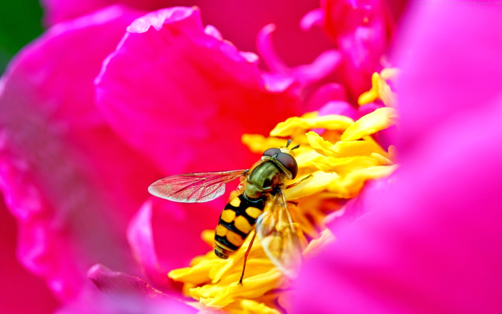 Beautiful Wallpapers: Bee HD Wallpaper