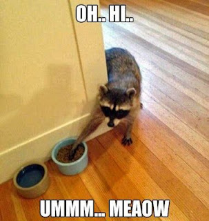 Raccoon Steals Cat Food Smooth Criminal Raccoon Steals Cat Food Smooth Criminal