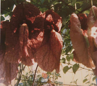 aristolochia gigantea