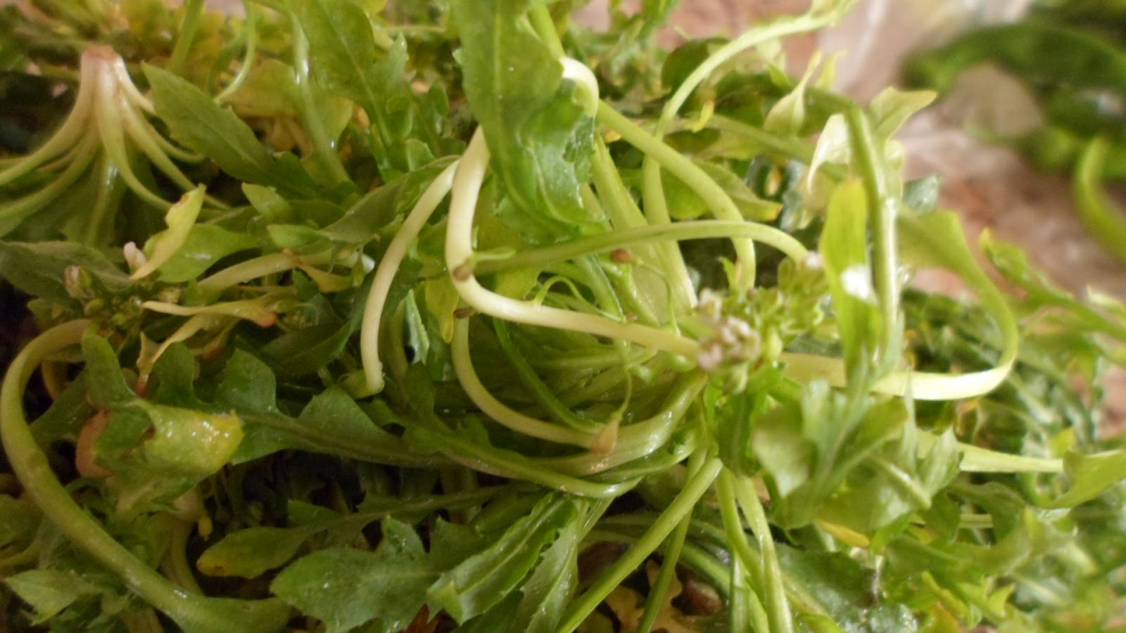 Haya imandandır: KUŞKUŞ (PAPAKUŞ) OTU KAVURMASI