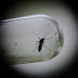 Número de muertos por dengue aumenta a 95