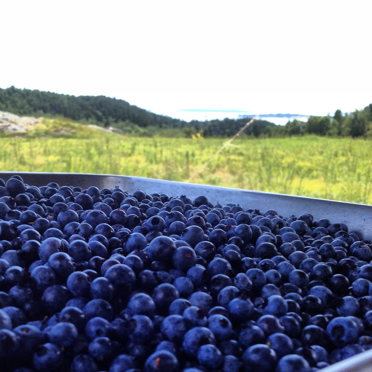 Have You Ever Picked A Carrot? Wild Maine Blueberries The King of Fruits