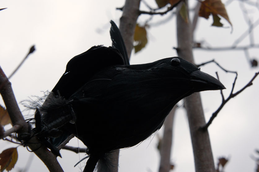 Fake Crows