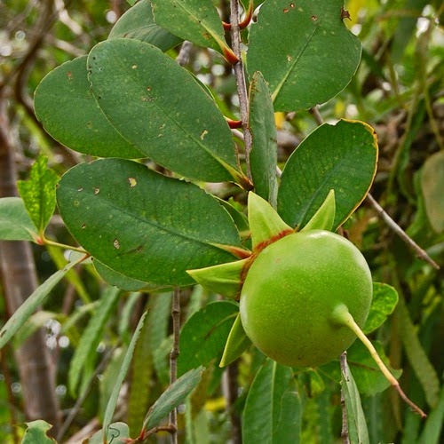 Penduduk Debak dibaham buaya kelaparan di Sungai Rimbas Sarawak, mangsa serangan buaya, maut disambar buaya, buaya makan manusia, populasi buaya semakin banyak, tempat paling banyak buaya di Sarawak, buah pedada punca dimakan buaya, gambar buah pedada, buah berembang, gedabu, perepat