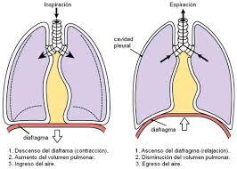 Proceso de Ventilación Pulmonar