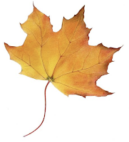 free images sugar maple leaf free images sugar maple leaf