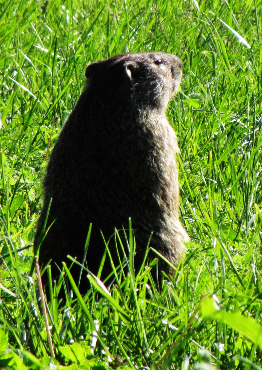 Mary's Be a GoodDog Blog Woodchuck, groundhog, whistlepig oh my