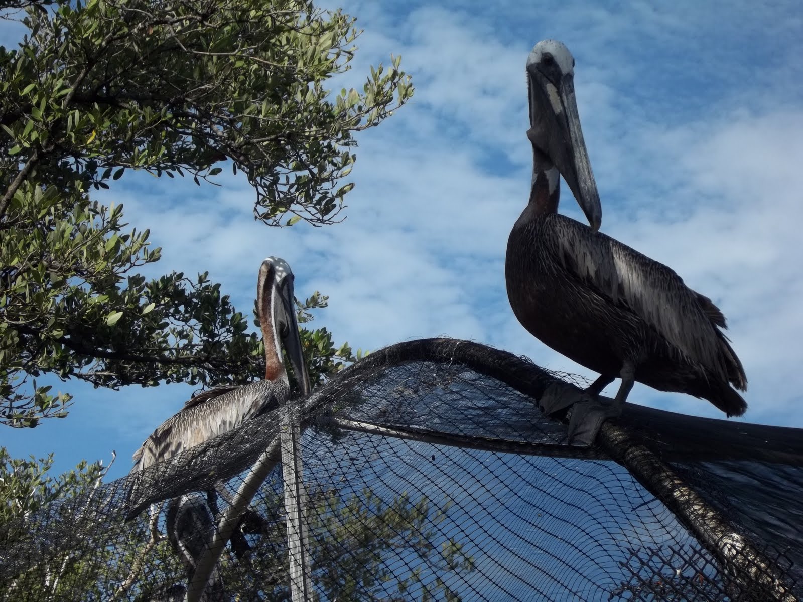 A Living Sacrifice Key Largo Wild Bird Sanctuary