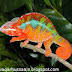 Why Chameleons Change Colours?