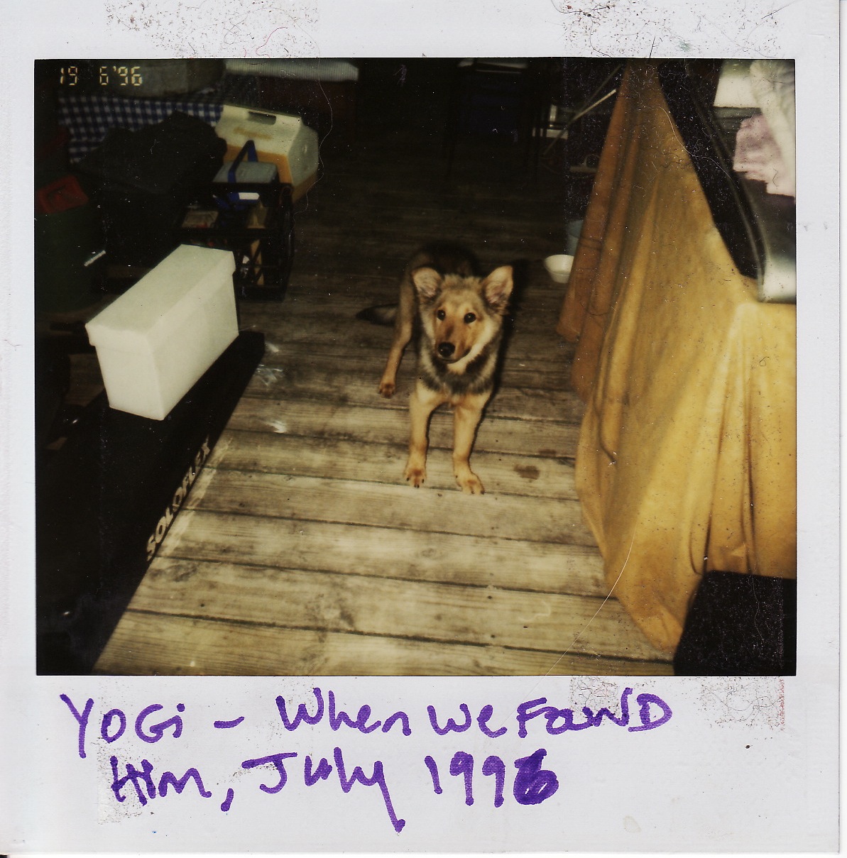 Yogi