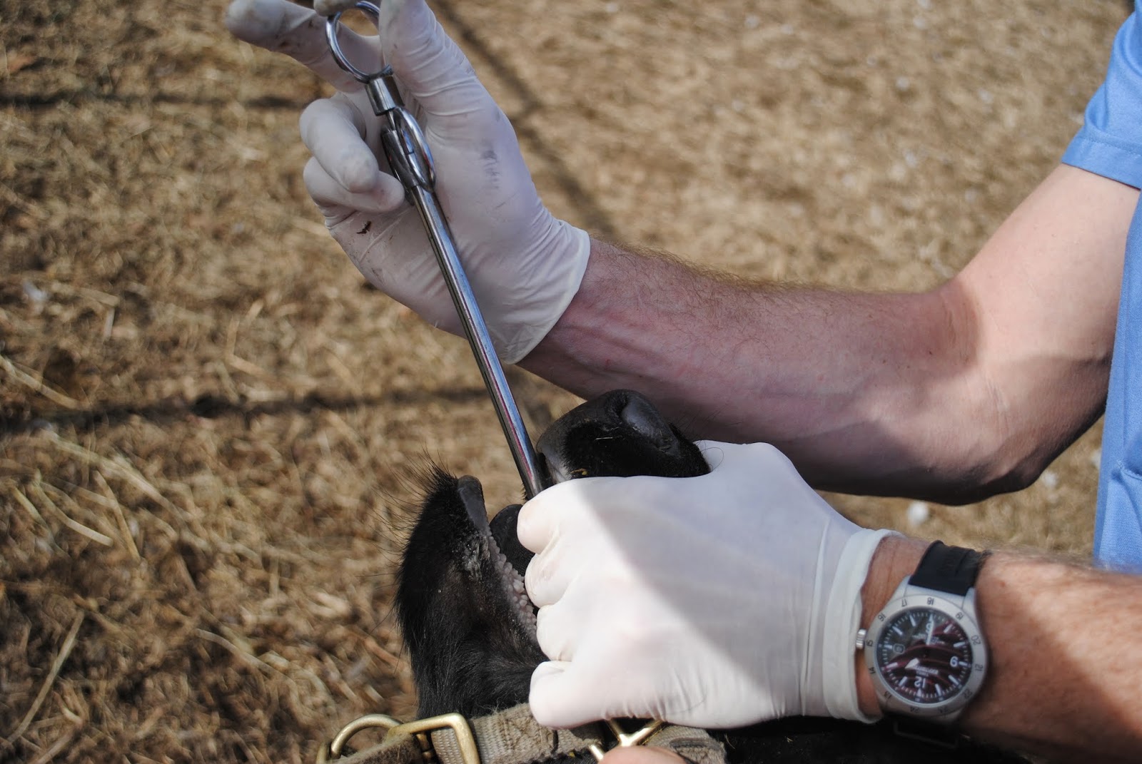 Adventures on Zephyr Hill Farm Fatal Attraction Hardware Disease in