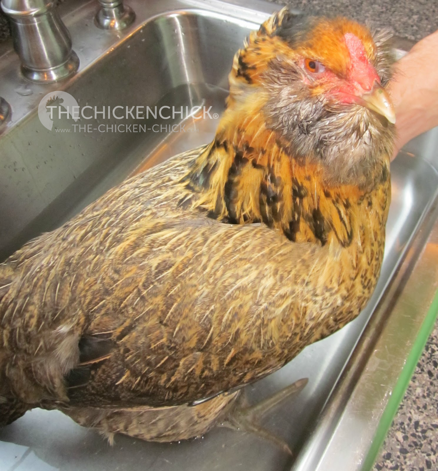 Chicken Egg Binding. Causes, Symptoms, Treatment, Prevention The Chicken Chick®