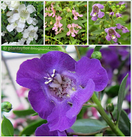 Angelonia angustifolia Angelonia-angustifolia variedades de color