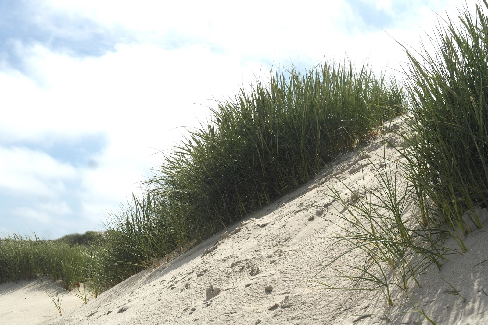 The Leading Edge July 2013 Foundation News