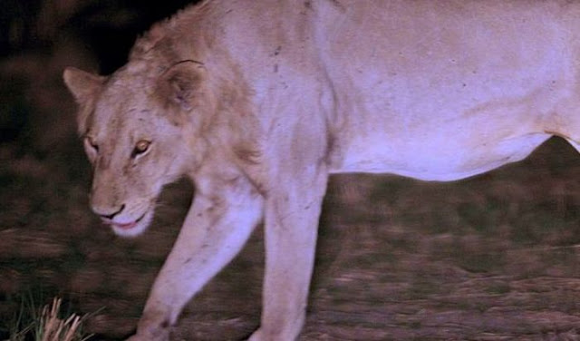 Increíble historia de león que sobrevive gracias a la manada