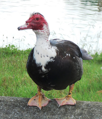 Muscovy duck