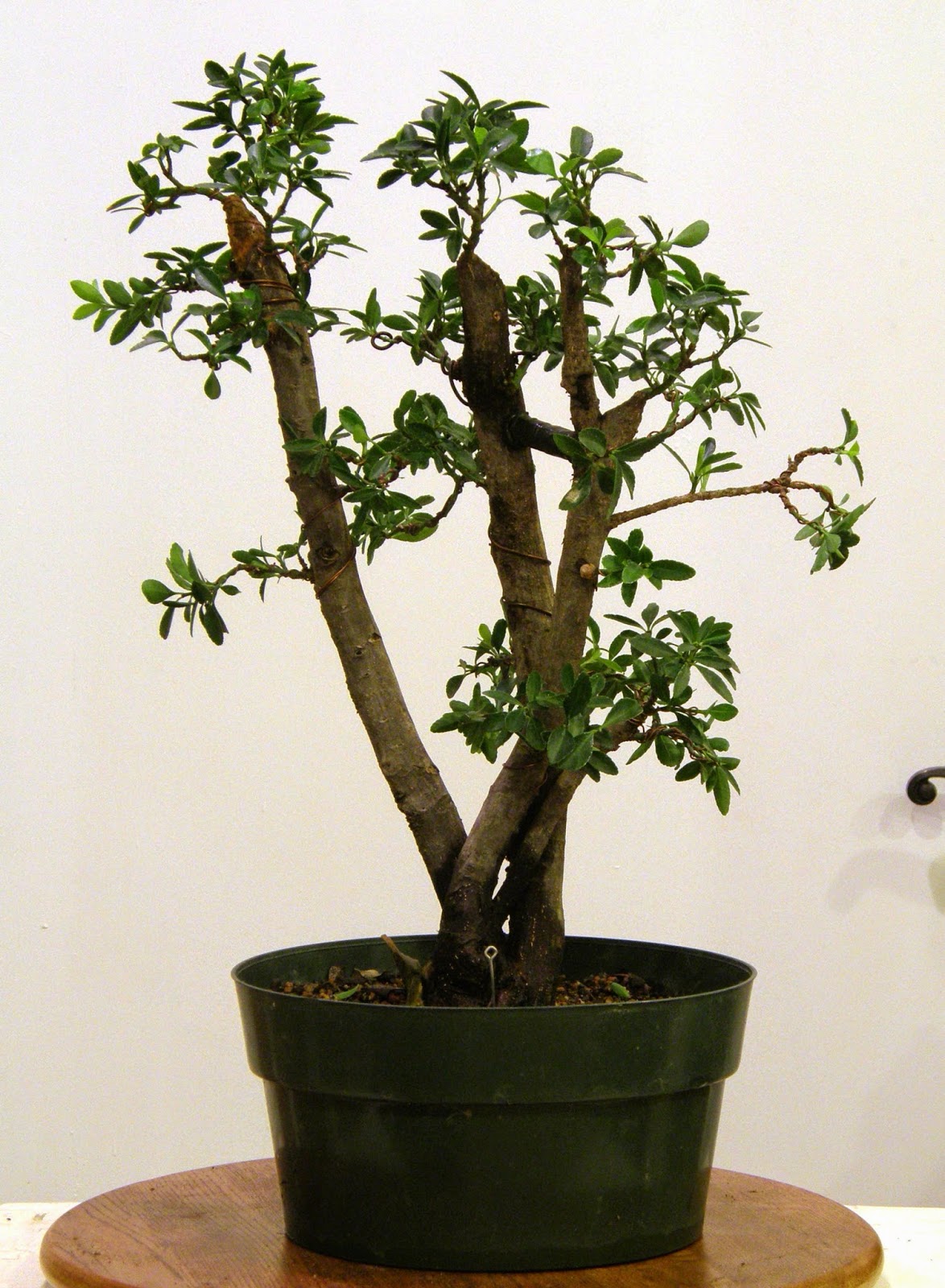 Heart Of Texas Bonsai Boxleaf Euonymus 43 A Prize In Every Box