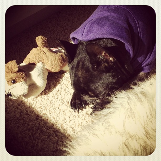 frenchie sleeping with toy