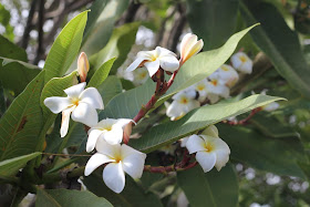 franjipani lilyfield life