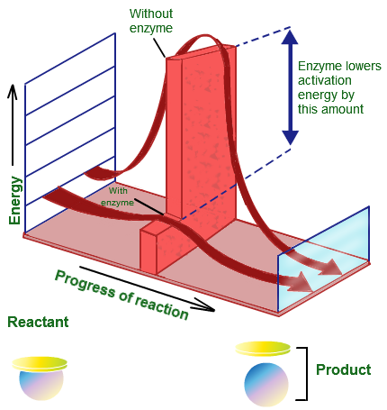 read sensorimotor