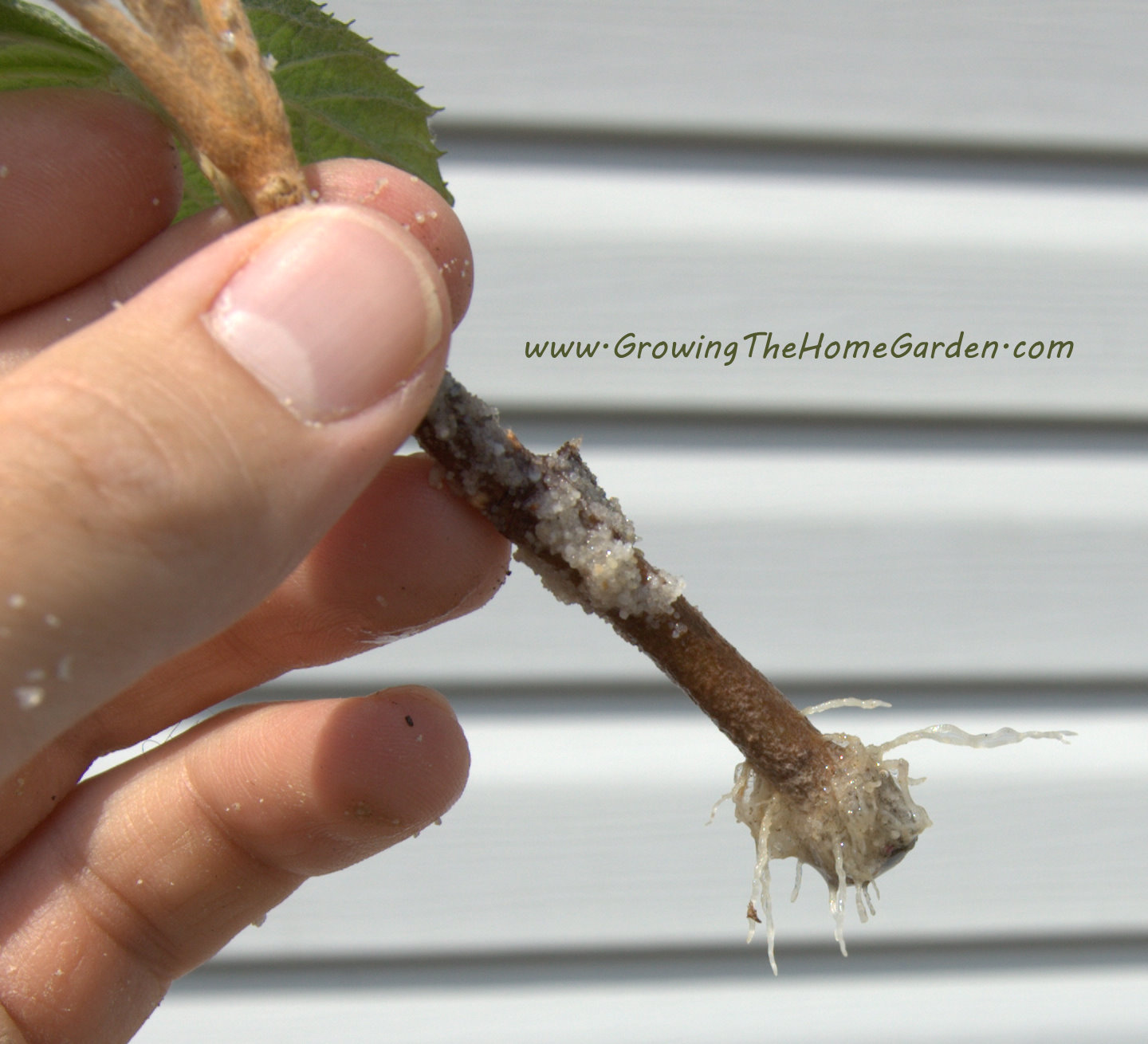 Oak Leaf Hydrangea Propagation (Cuttings) Growing The Home Garden