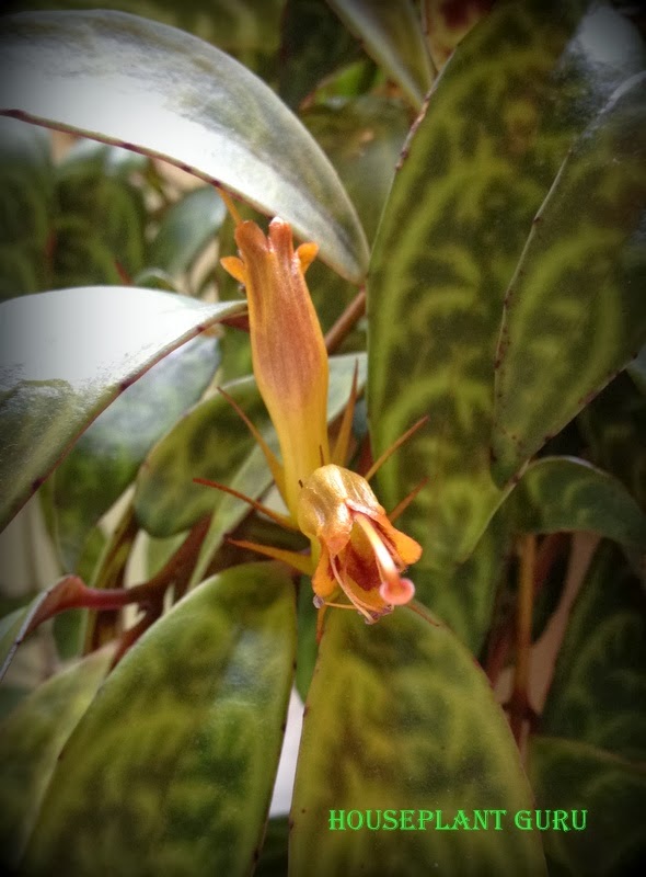 Houseplant Guru Zebra Basketvine