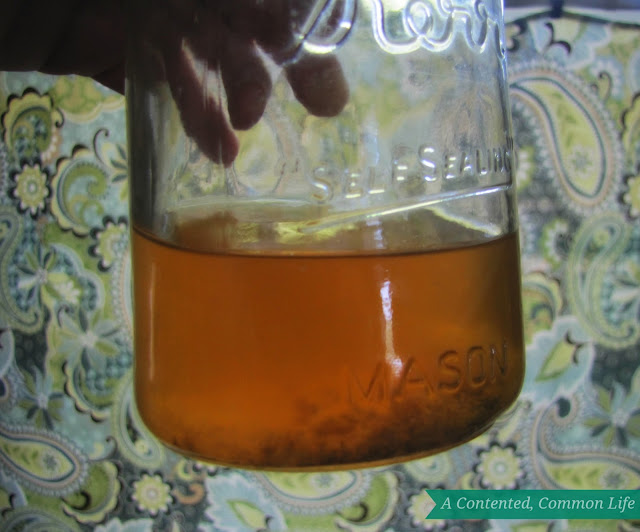 Natural Way To Get Rid Of Gnats In Kitchen Natural Way To Get Rid Of Gnats In Kitchen