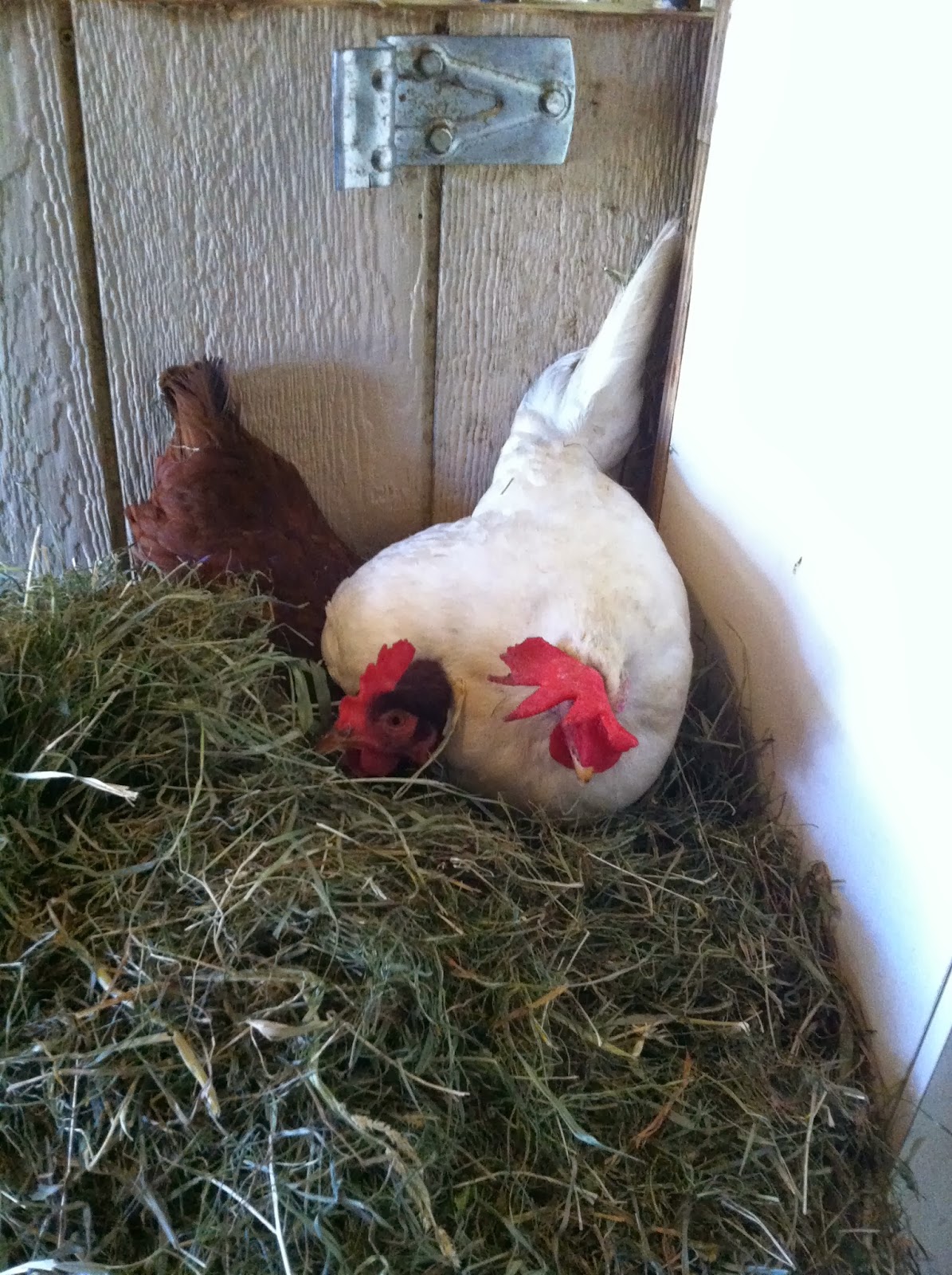 Lavender Hill Farm Alpacas Chickens on the Farm