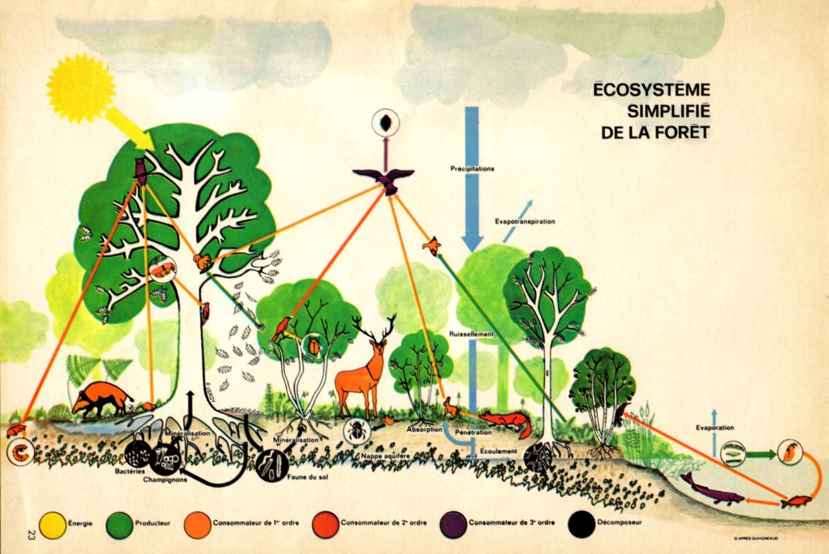 Eco Systeme