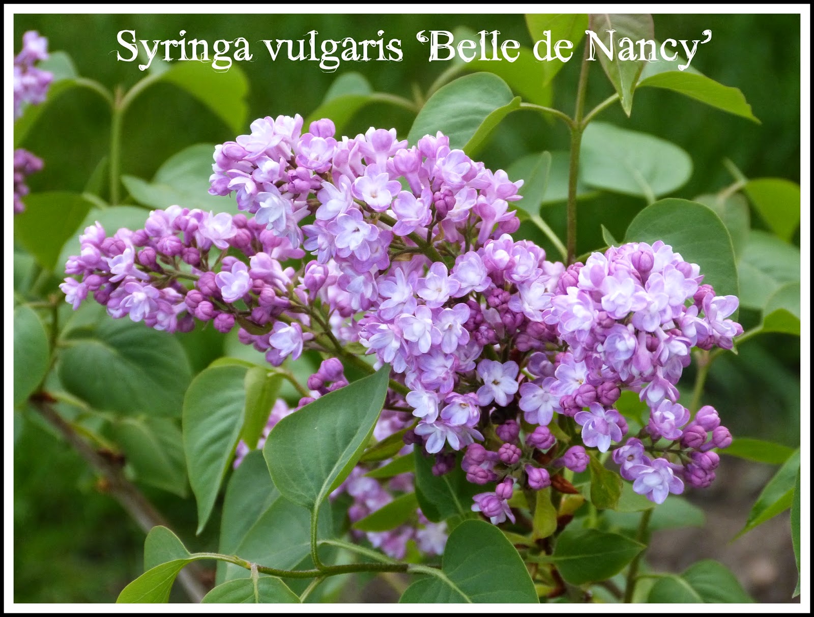 Roses Du Jardin Cheneland Duo Chic Syringa Vulgaris Charles Joly