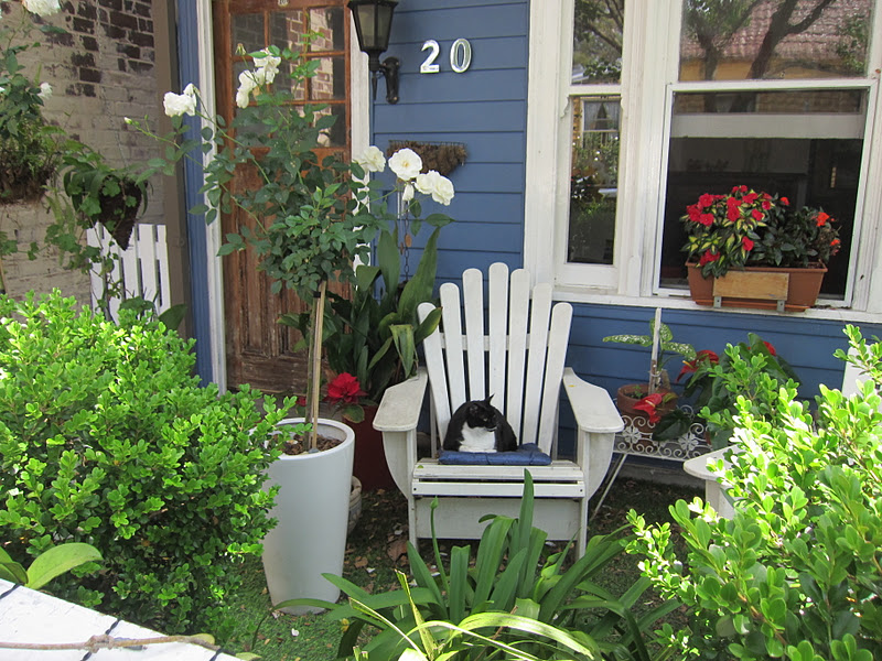 Balcony Garden Dreaming Name This Elegant Cat Couple S Balcony Garden Brightens Balmain