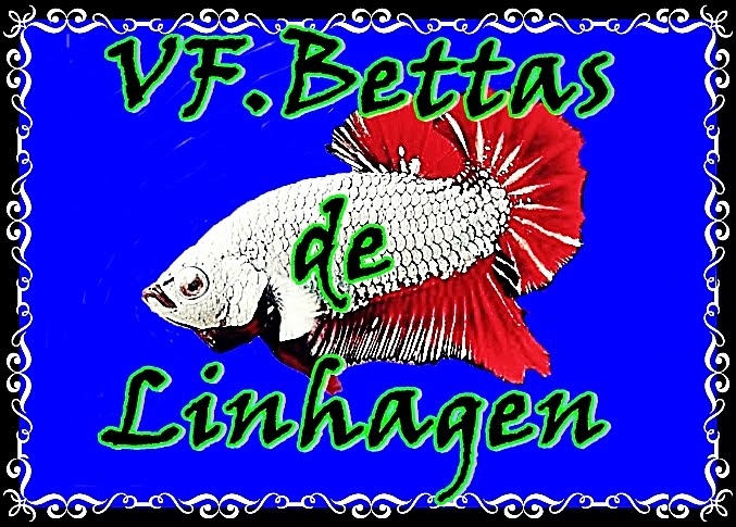 VF.Bettas de Linhagen