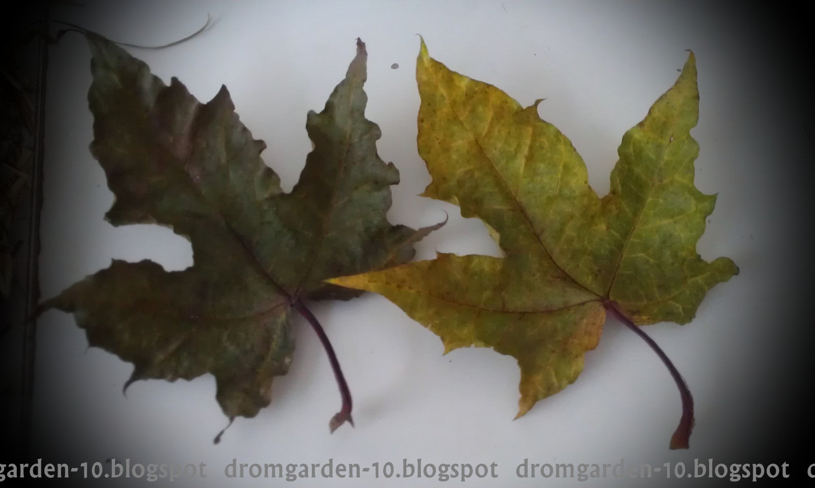 Drömgården: oktober 2012