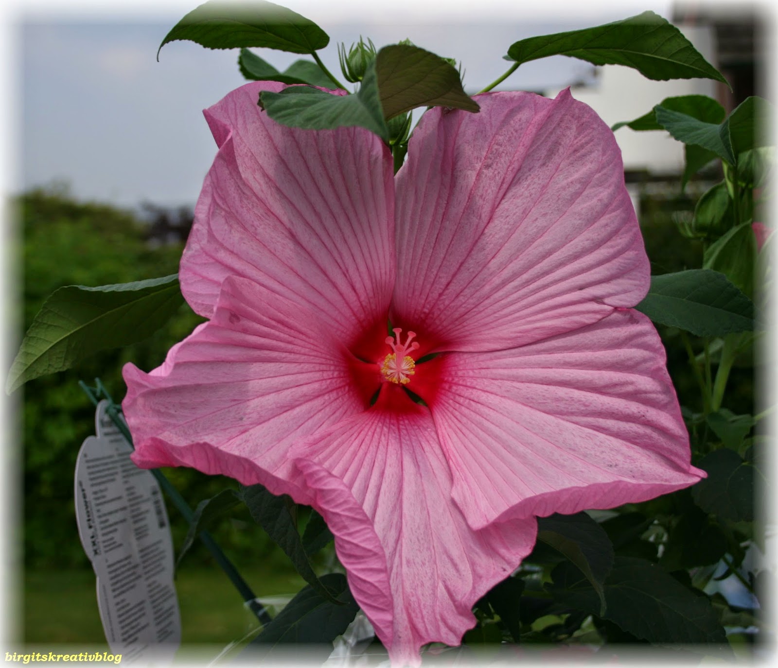 Birgits Kreativblog Newbiscus xxl, Hibiscus in xxl