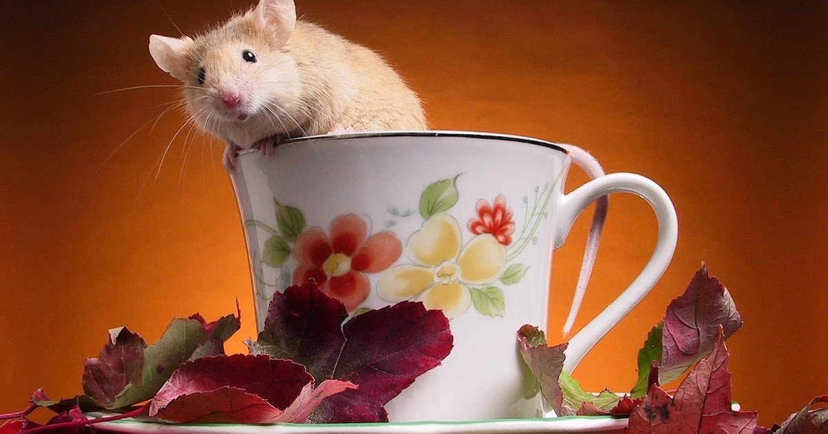 Image for Beautiful Desktop Background – Hamster Wallpapers HD Image for Beautiful Desktop Background – Hamster Wallpapers HD