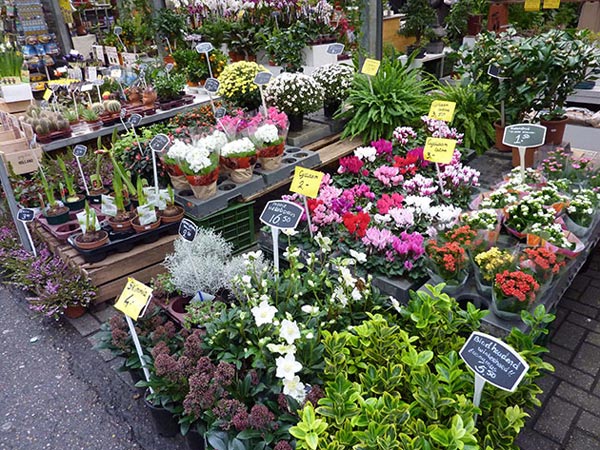 [Image: cho-hoa-noi-o-amsterdam-6.jpeg]