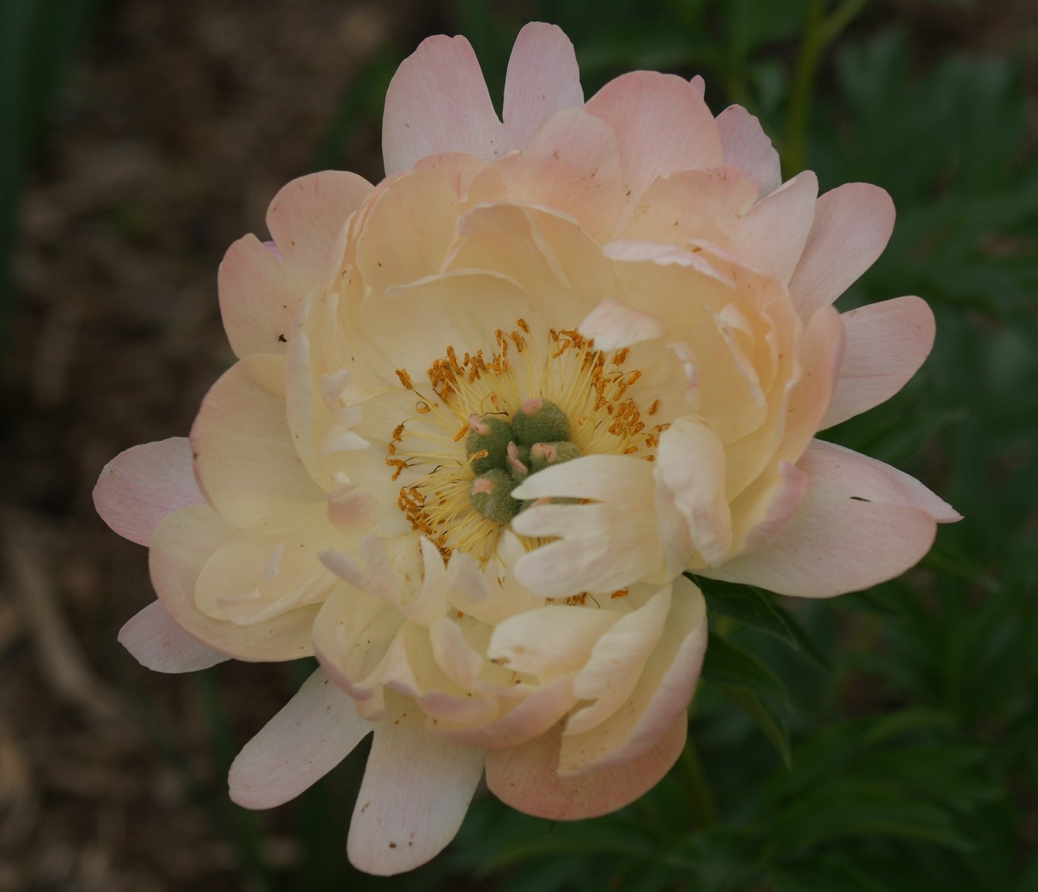 Visit My Garden Peony 'Coral Sunset'