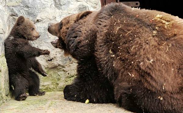 Mother+Bear+-+001.jpg