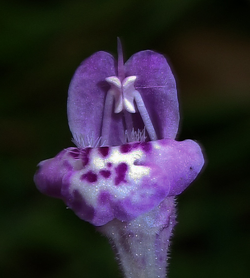 Les Actualites Du Monde De Lupa Au Bord Du Chemin 16 Calament Officinal Et Panais Brulant