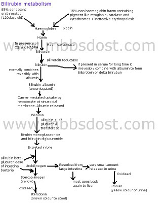 Bilirubin Metabolism