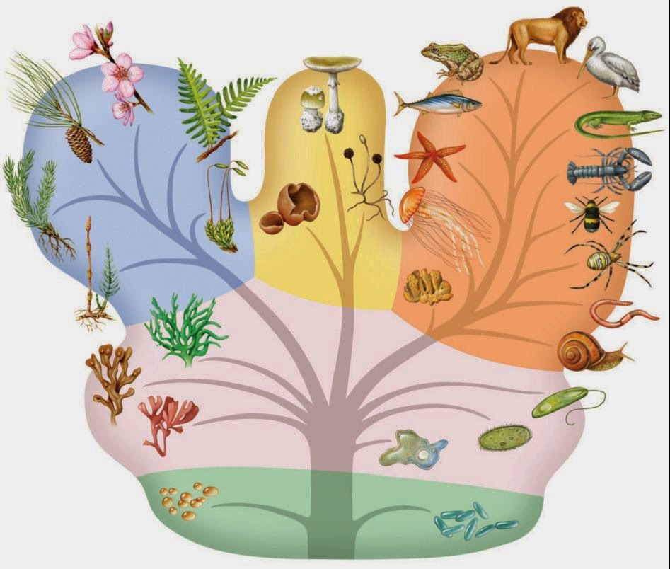 Trascendental Taxonomía y Biodiversidad