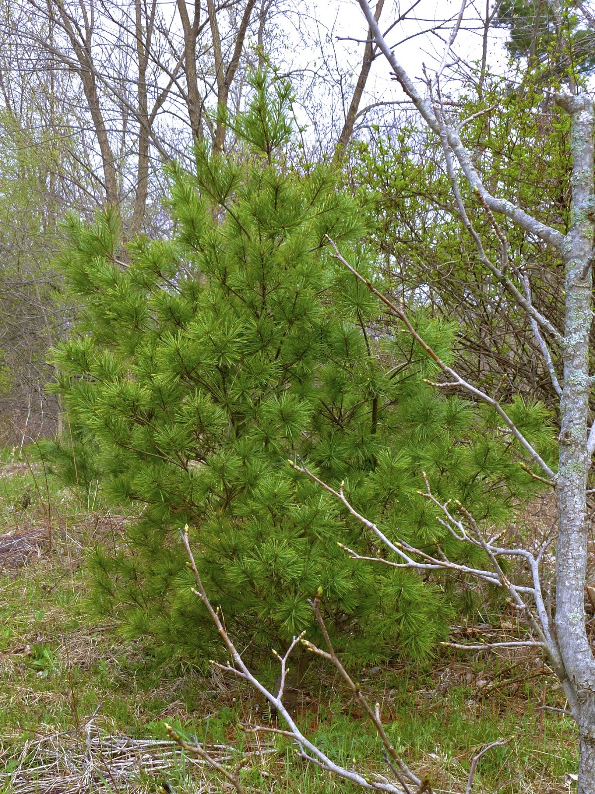 Pinus Strobus The Eastern White Pine Cultivation Travaldo S Blog