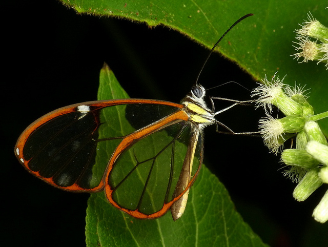 Incríveis fotografias de insetos em Macro